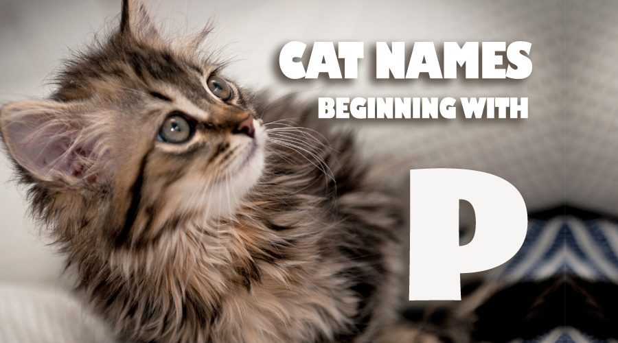 image of Cat names beginning with P