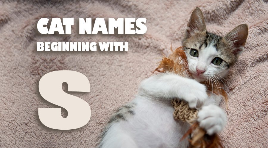 image of Cat names beginning with S