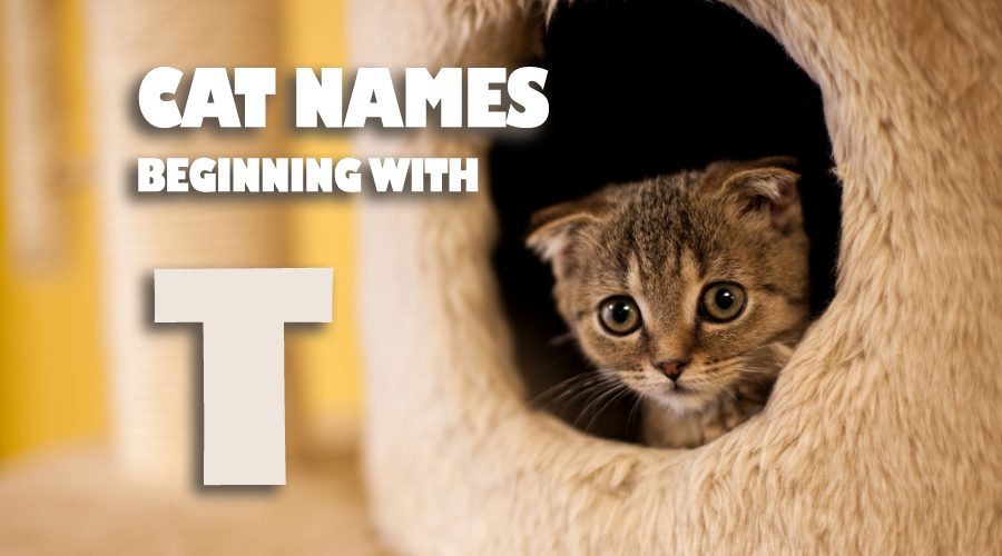 image of Cat names beginning with T