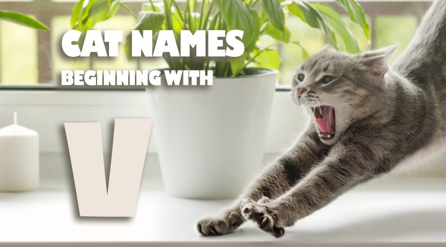 image of Cat names beginning with V