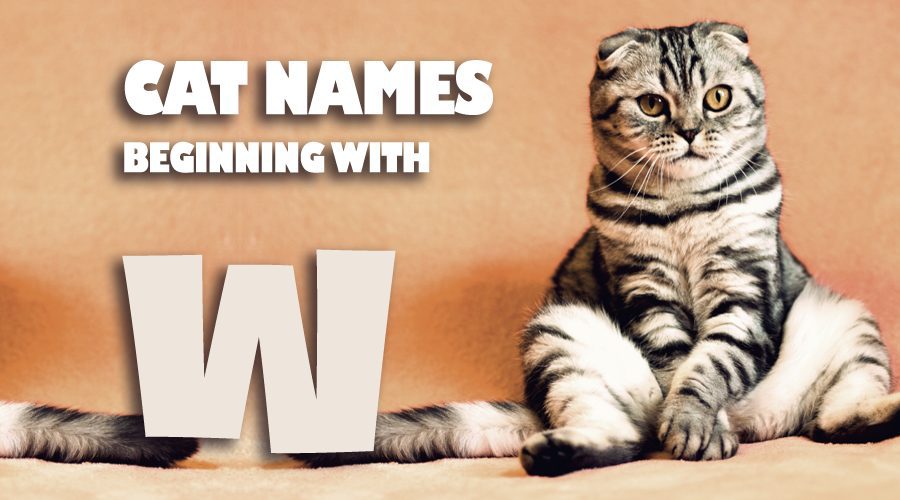 image of Cat names beginning with W