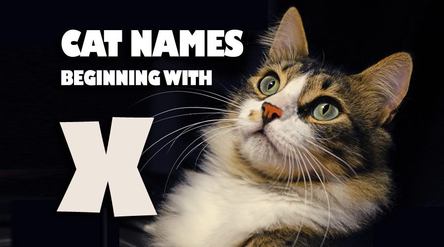 image of Cat names beginning with X