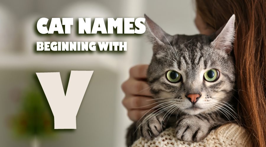 image of Cat names beginning with Y
