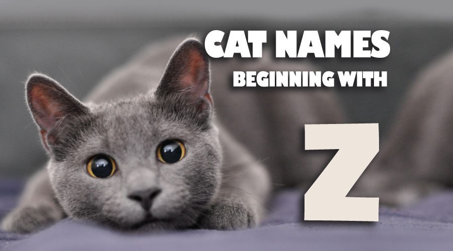 image of Cat names beginning with Z