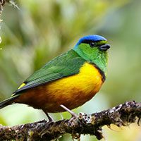 chlorophonia-chestnut-breasted-3986495