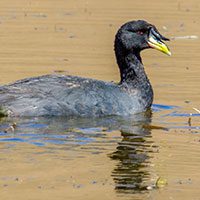 coot-horned-5950566
