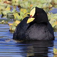 coot-red-gartered-1140867