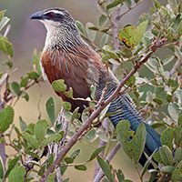 coucal-white-browed-5131216