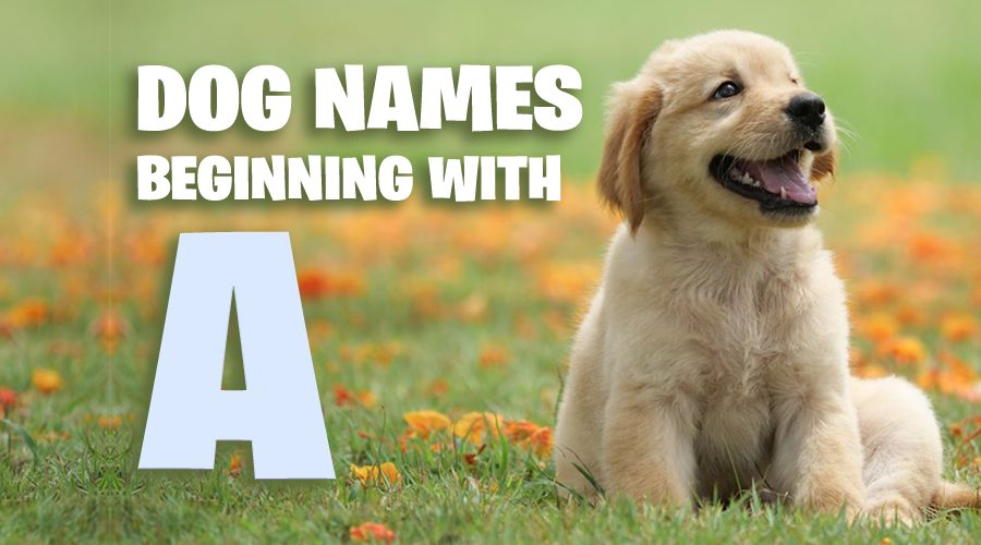 180+ Dogs Names That Start With A - Animal Corner