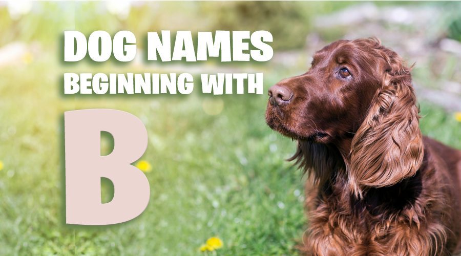 image of Dog Names That Start With B