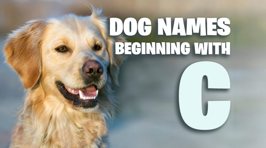 image of Dog Names That Start With C