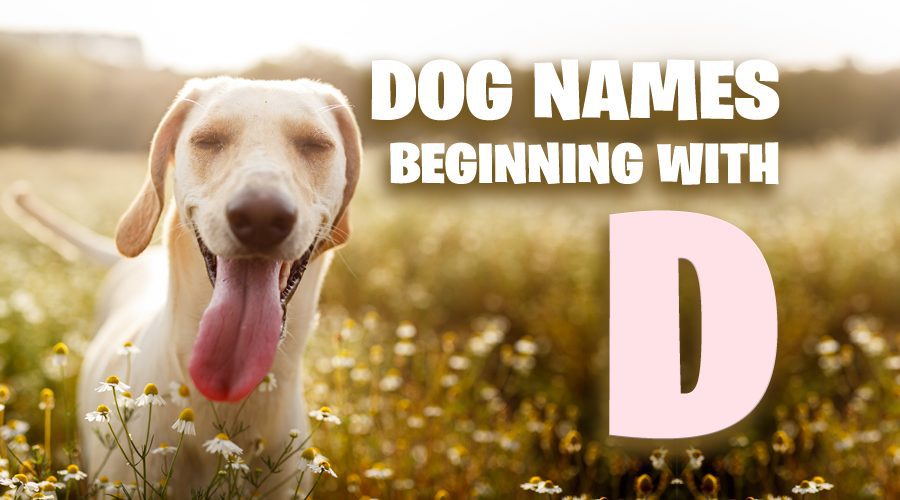 image of Dog Names That Start With D