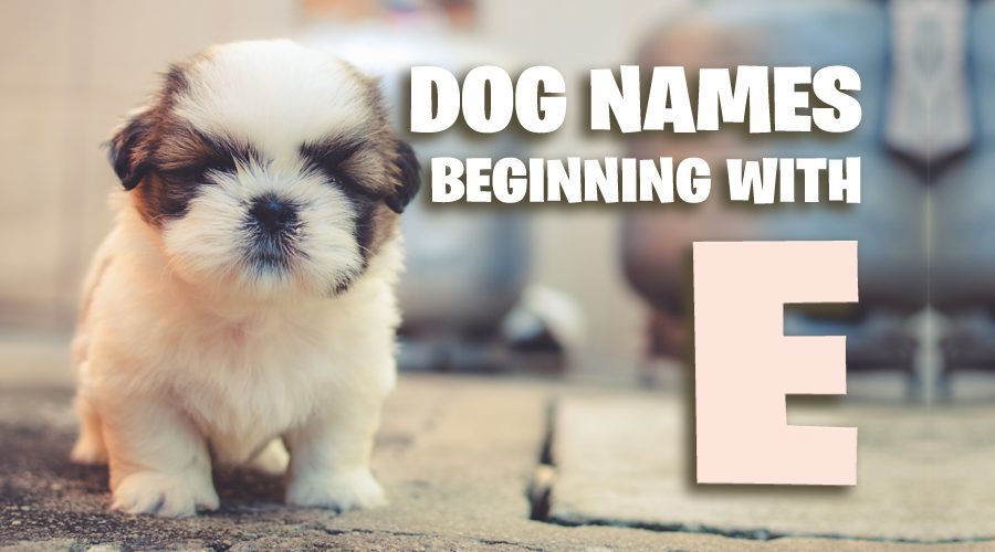 image of dog-names-that-start-with-e-2