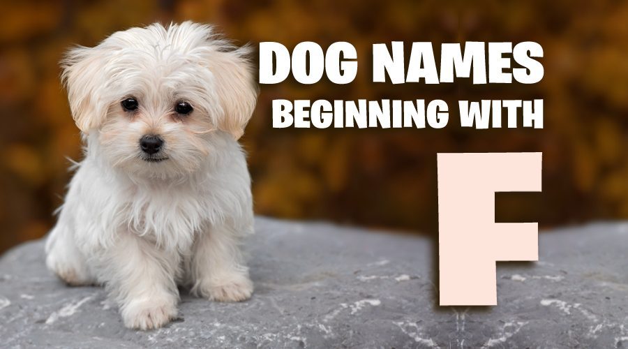 Dog Names That Start With F - Animal Corner