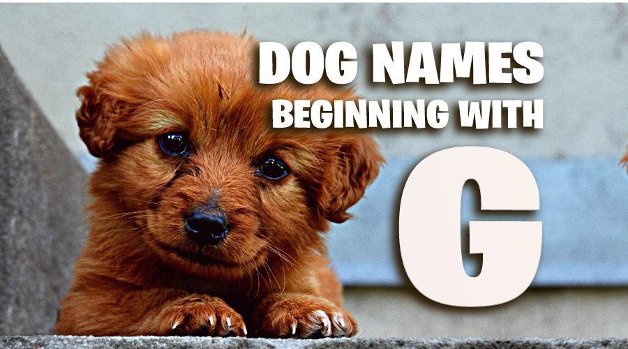 image of Dog Names That Start With G