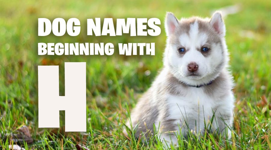 Dog Names That Start With H - Animal Corner
