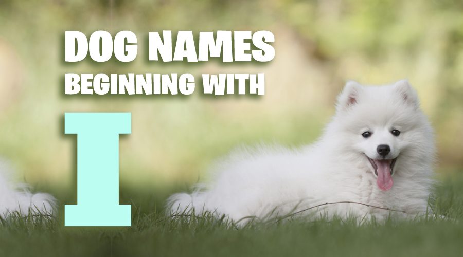 image of Dog Names That Start With I