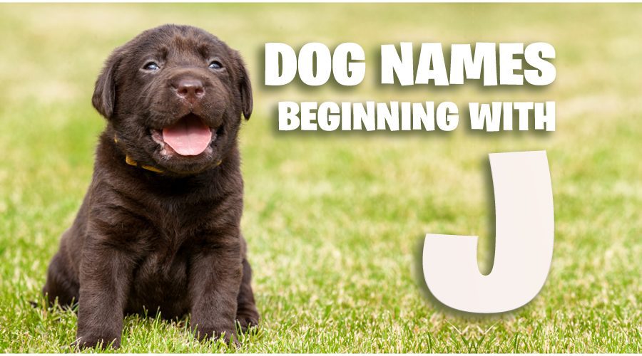image of Dog Names That Start With J