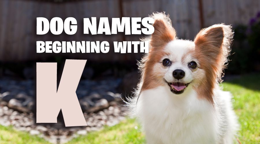 image of Dog Names That Start With K