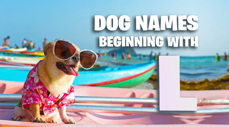 image of Dog Names That Start With L