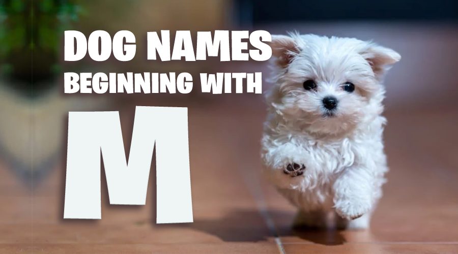 image of Dog Names That Start With M