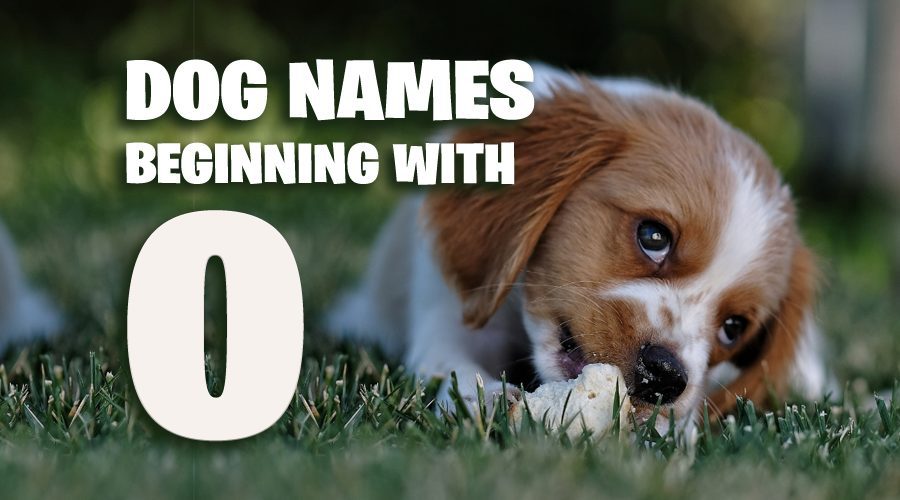 Dog Names That Start With O - Animal Corner