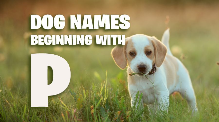Dog Names That Start With P - Animal Corner