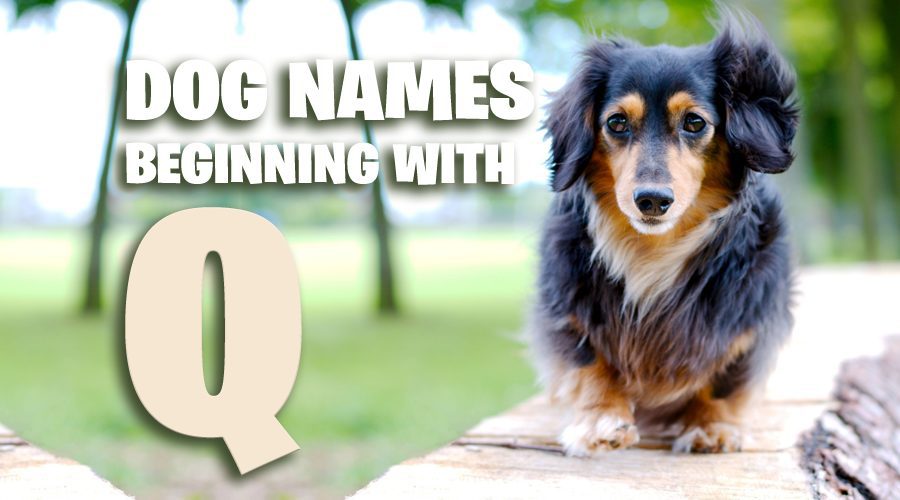 Dog Names That Start With Q - Animal Corner