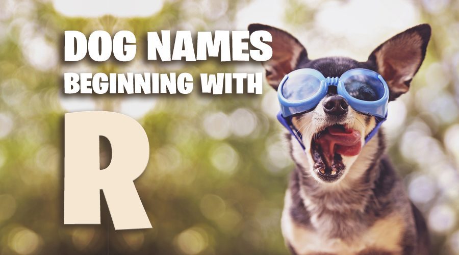image of Dog Names That Start With R