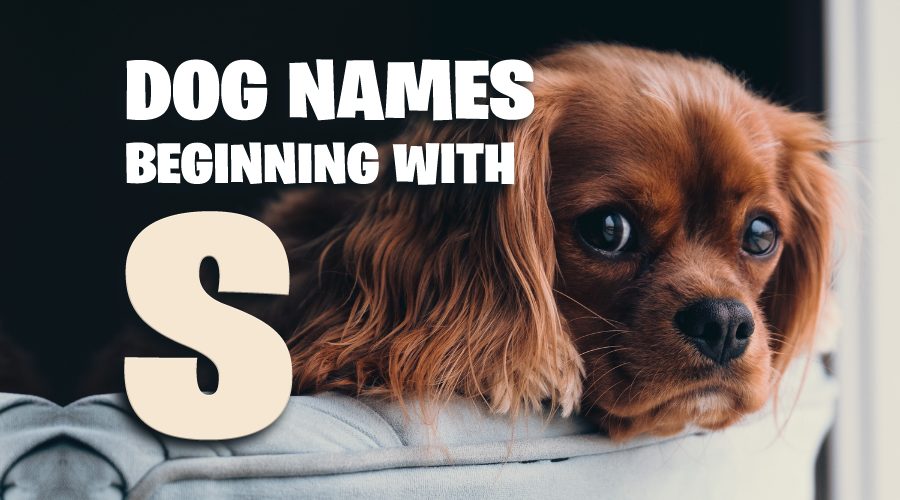 Dog Names That Start With S - Animal Corner