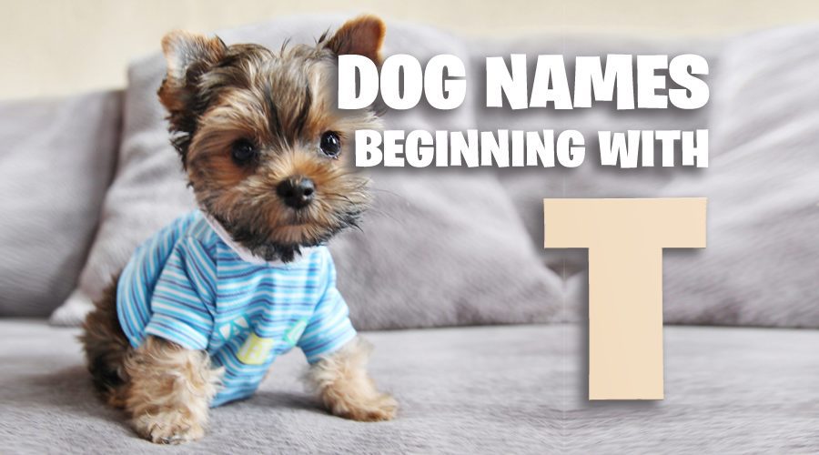 Dog Names That Start With T - Animal Corner