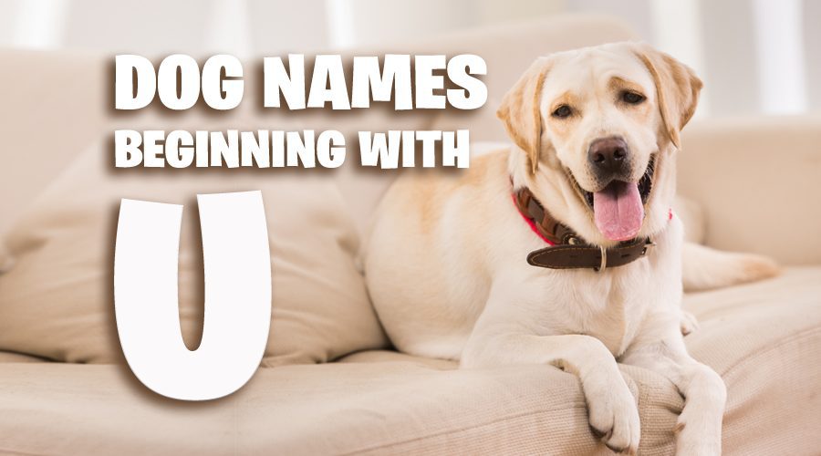 image of Dog Names That Start With U