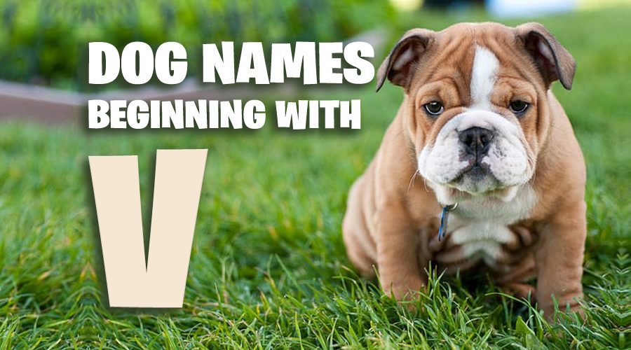 Dog Names That Start With V - Animal Corner