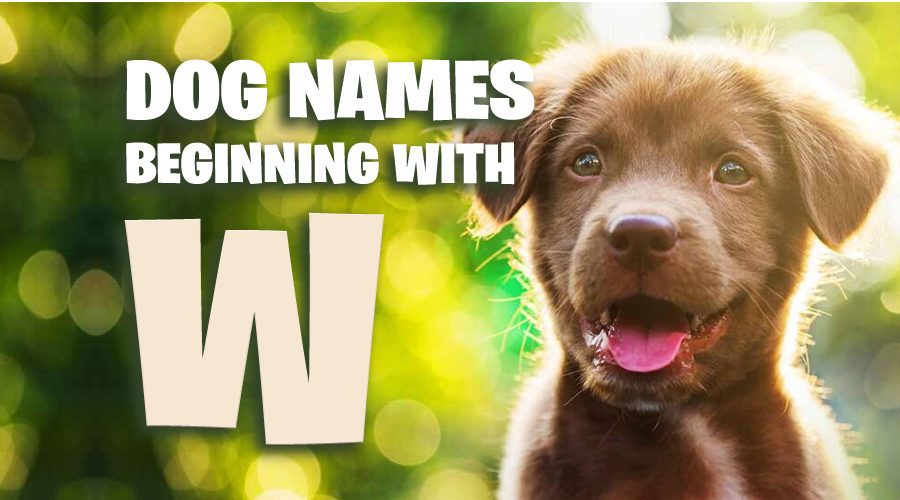 image of Dog Names That Start With W