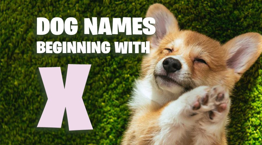 image of Dog Names That Start With X