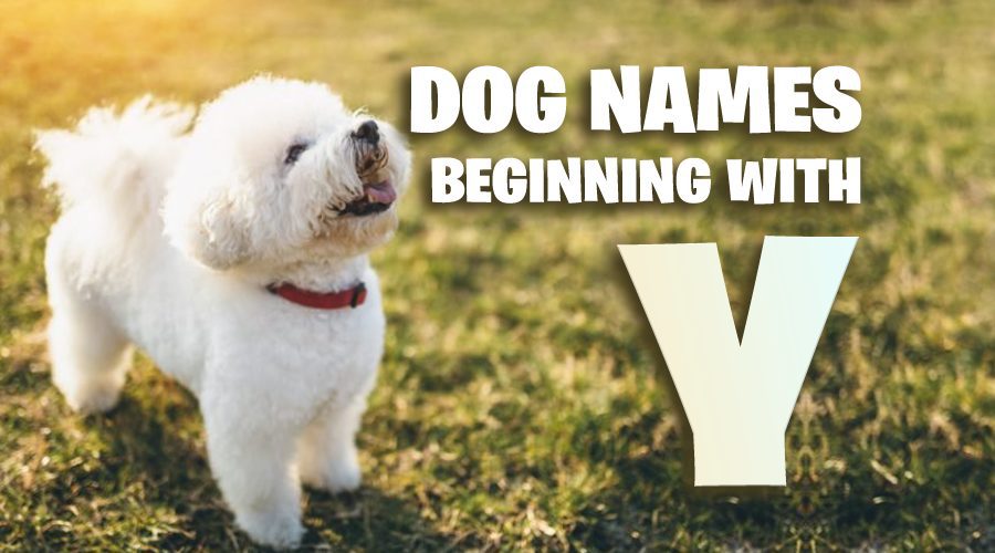 image of Dog Names That Start With Y