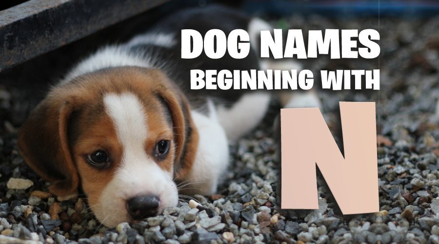 Dog names beginning with N
