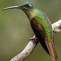 fawn-breasted_brilliant-6435790