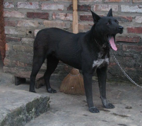 hmong-dog-2-1990647