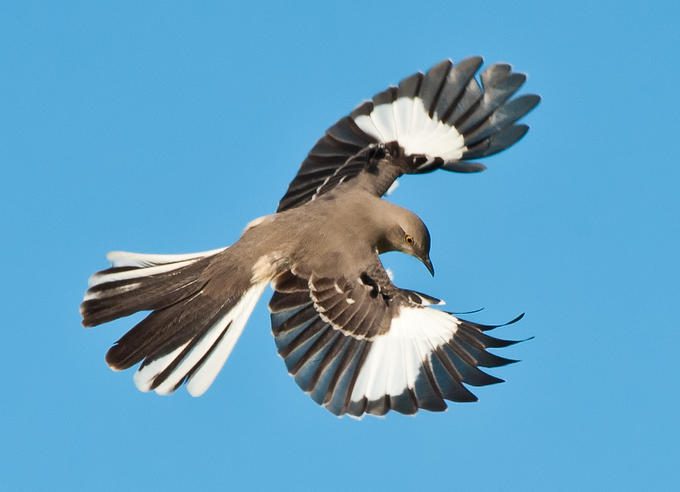 northern-mockingbird-in-mid-flight-9555501