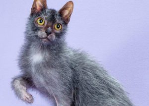 the-lykoi-breed-of-cat