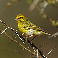 white-bellied_canary-sml-5803125