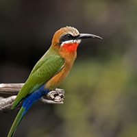 white-fronted_bee-eater-7692462