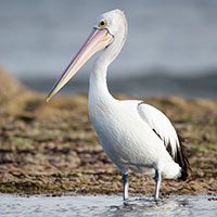 aus-pelican-4221752