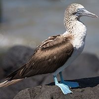bluefooted-booby-4890352