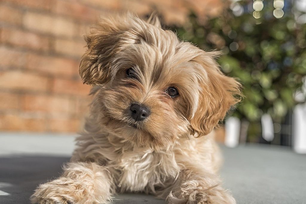 cute-cavapoochon-puppy-looking-at-the-camera-the-picture-focus