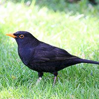 common-blackbird-2457421