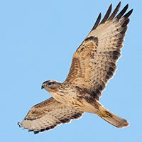 common-buzzard-6773880