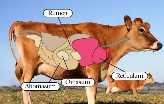 cow-stomach-2098421