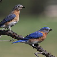 eastern-bluebirds-5662612